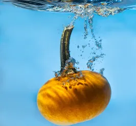 pumpkin splashing in the water